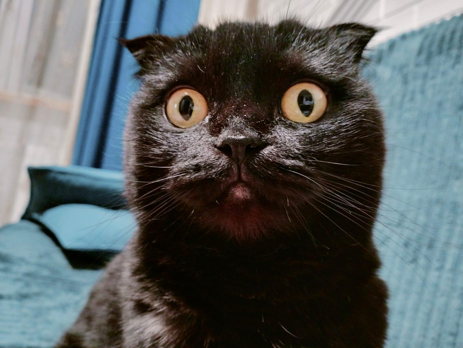 Фото В снегу и за рулем: в Новосибирске опубликовано свыше 50 фото милых питомцев к Дню кошек 33 - Сиб.ФМ Фото В снегу и за рулем: в Новосибирске опубликовано свыше 50 фото милых питомцев к Дню кошек 33